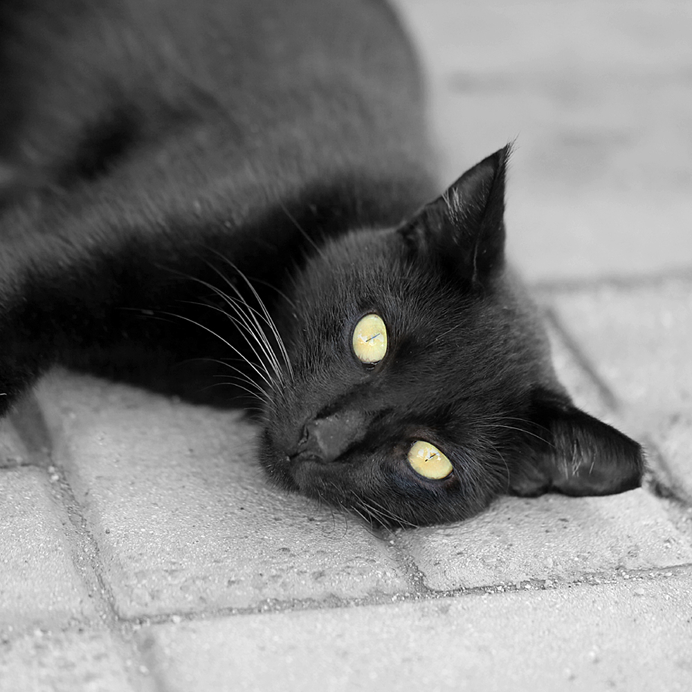 Чёрный кот в Турции